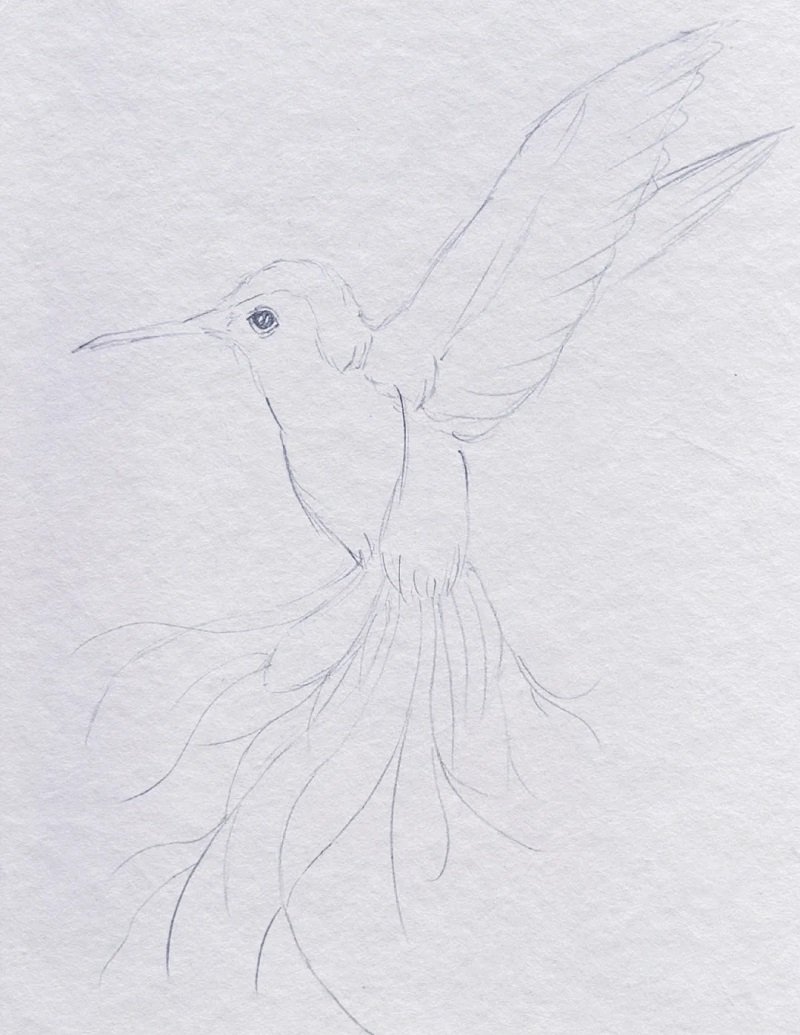 How to draw a easy hummingbird 1