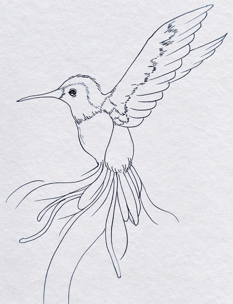 How to draw a easy hummingbird 2