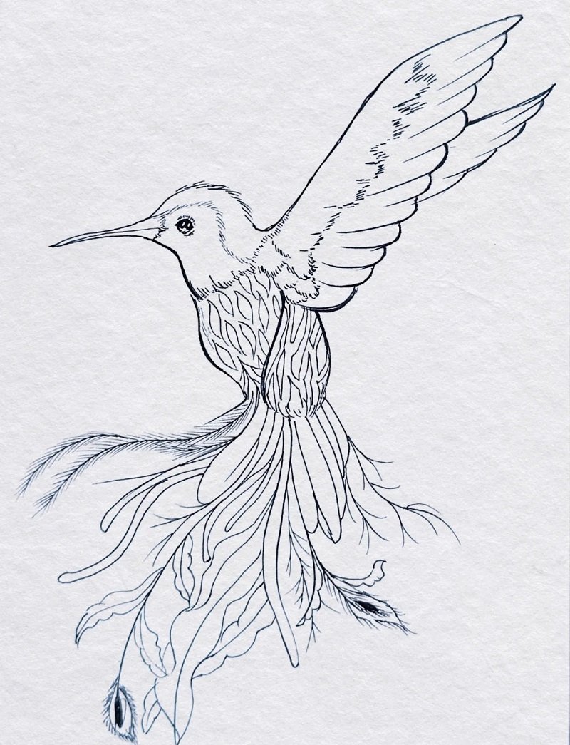 How to draw a easy hummingbird 3