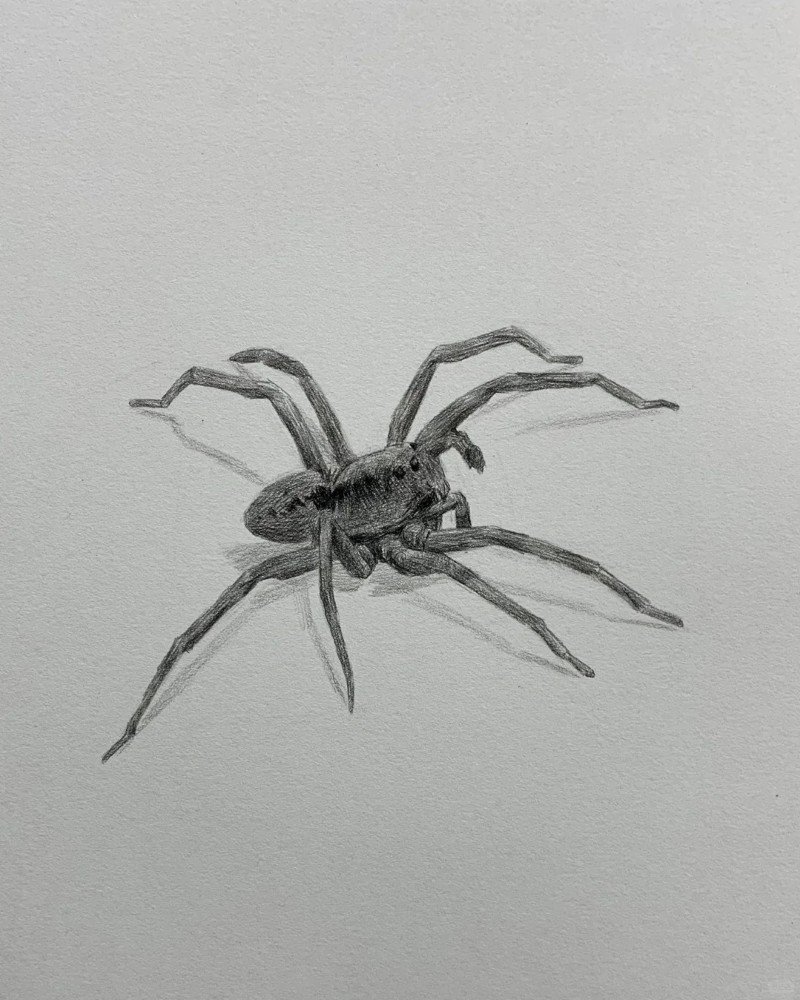 How to draw a easy Spider 3