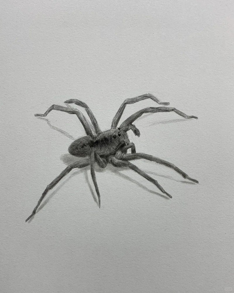 How to draw a easy Spider 4