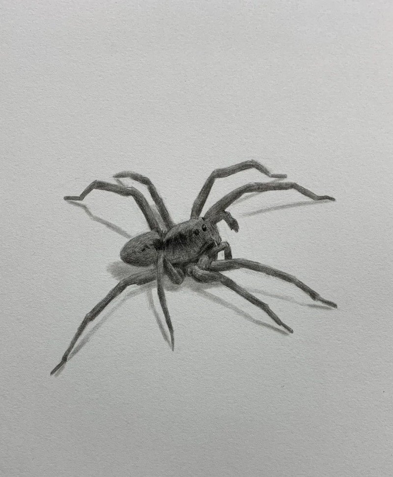 How to draw a easy Spider 5