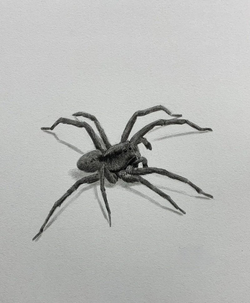 How to draw a easy Spider