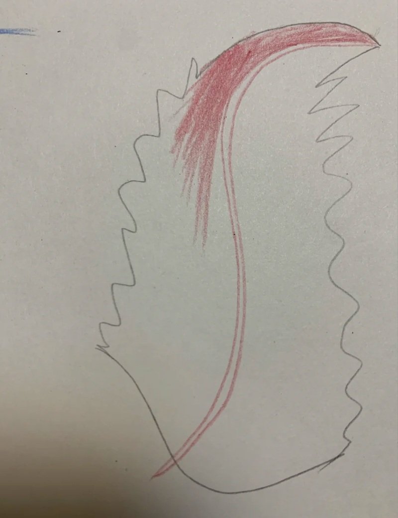 How to draw a feather beautiful 1