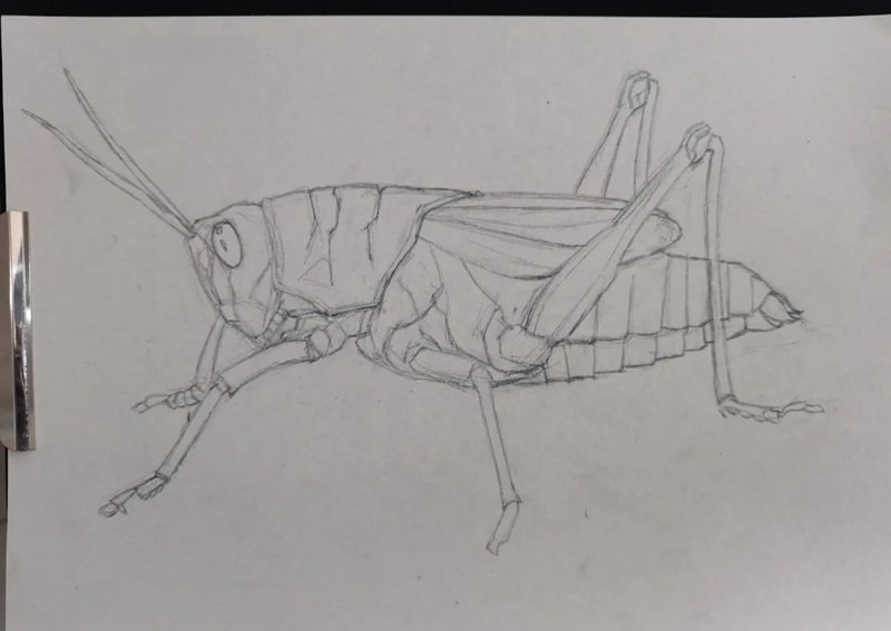 How to draw a grasshopper beautiful 1
