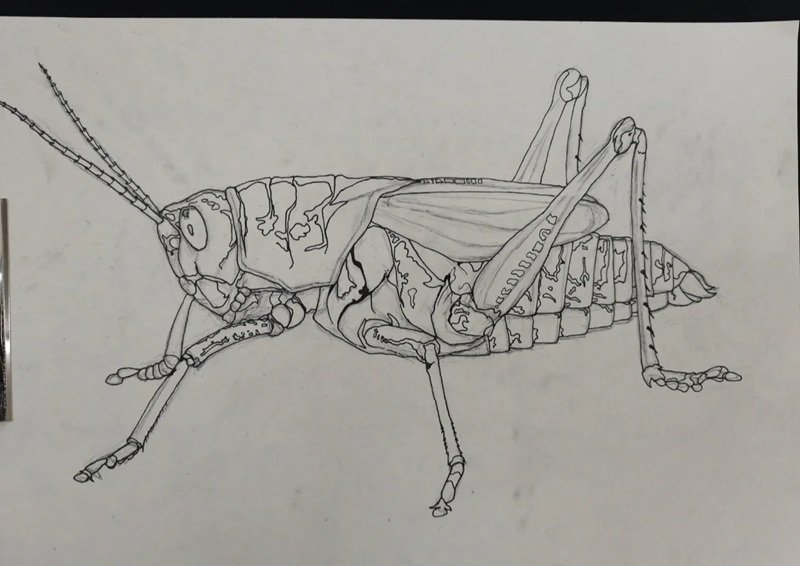 How to draw a grasshopper beautiful 2