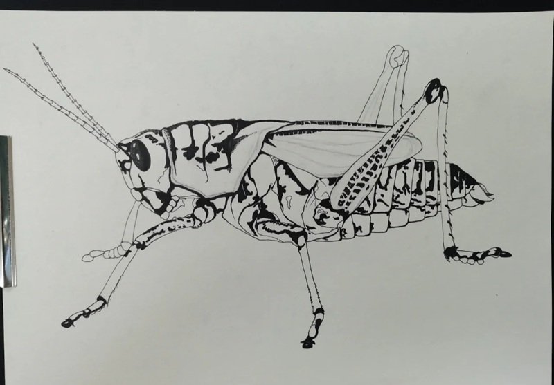 How to draw a grasshopper beautiful 3