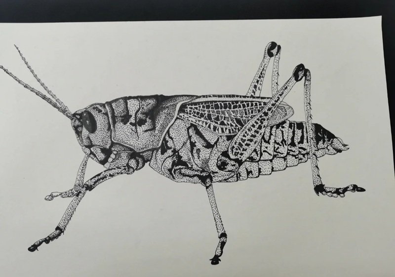 How to draw a grasshopper beautiful 4