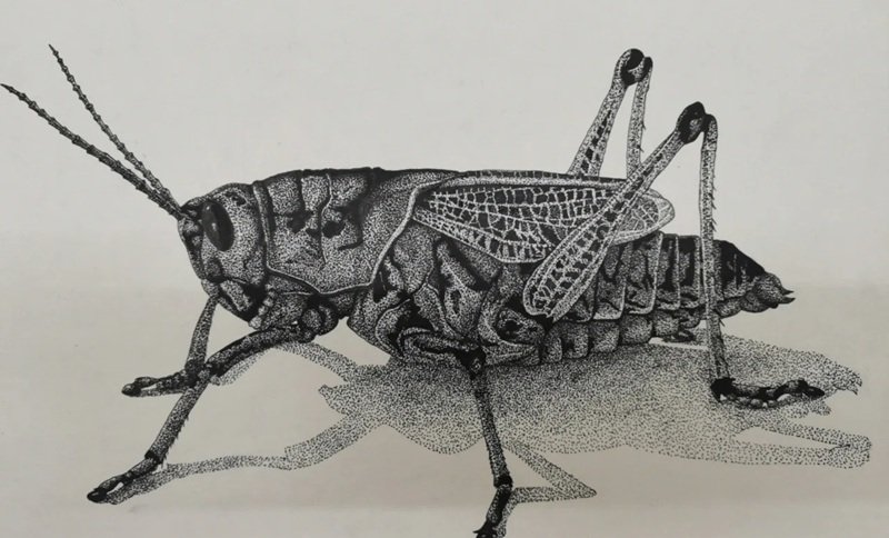 How to draw a grasshopper beautiful 