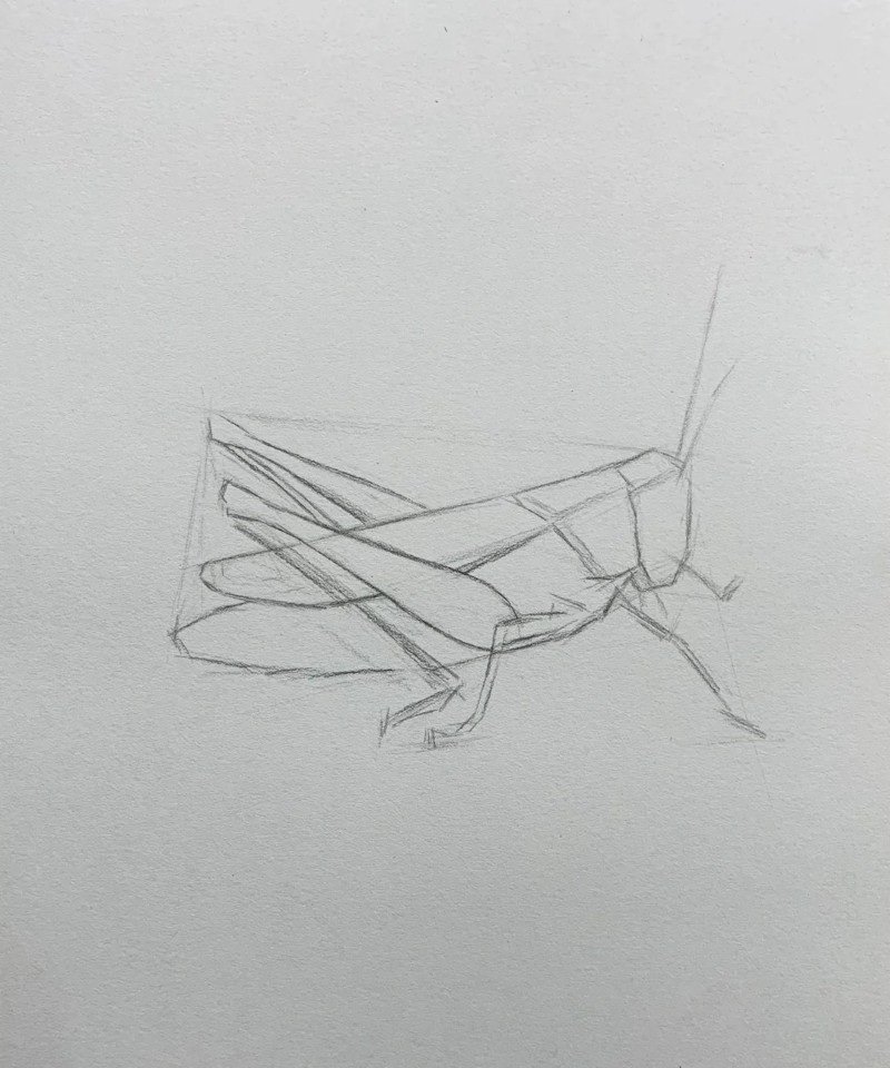 How to draw a grasshopper easily 1
