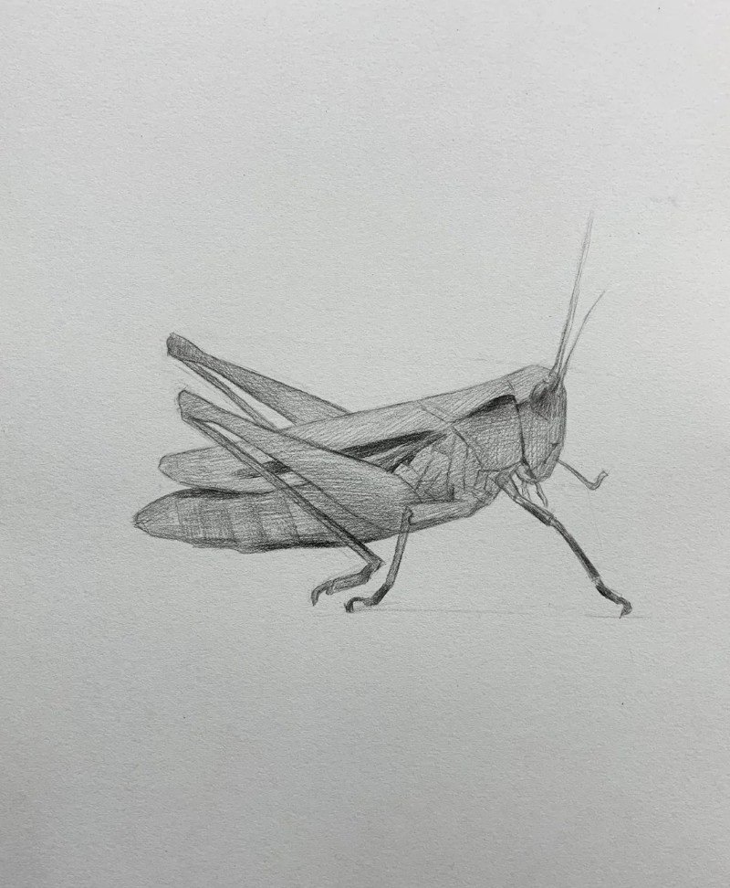 How to draw a grasshopper easily 3