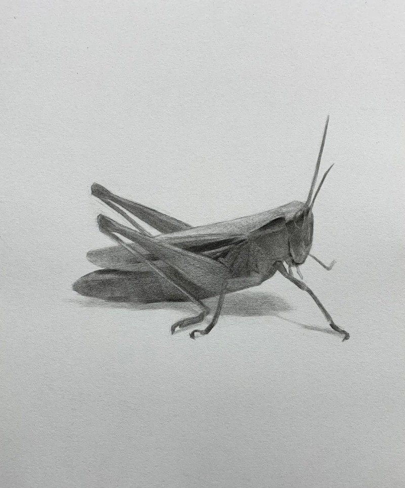 How to draw a grasshopper easily
