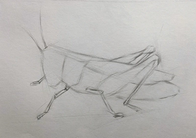 How to draw a grasshopper step by step 1