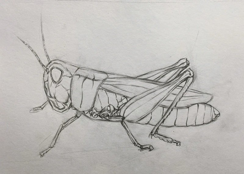 How to draw a grasshopper step by step 2