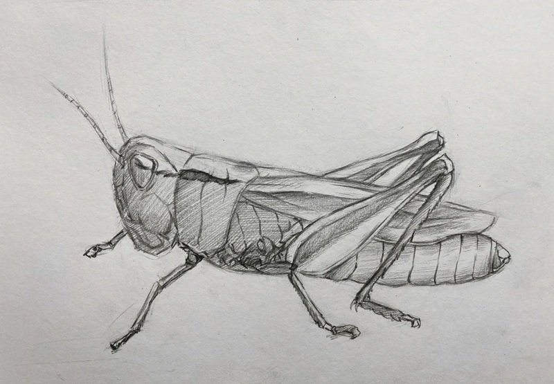 How to draw a grasshopper step by step 4