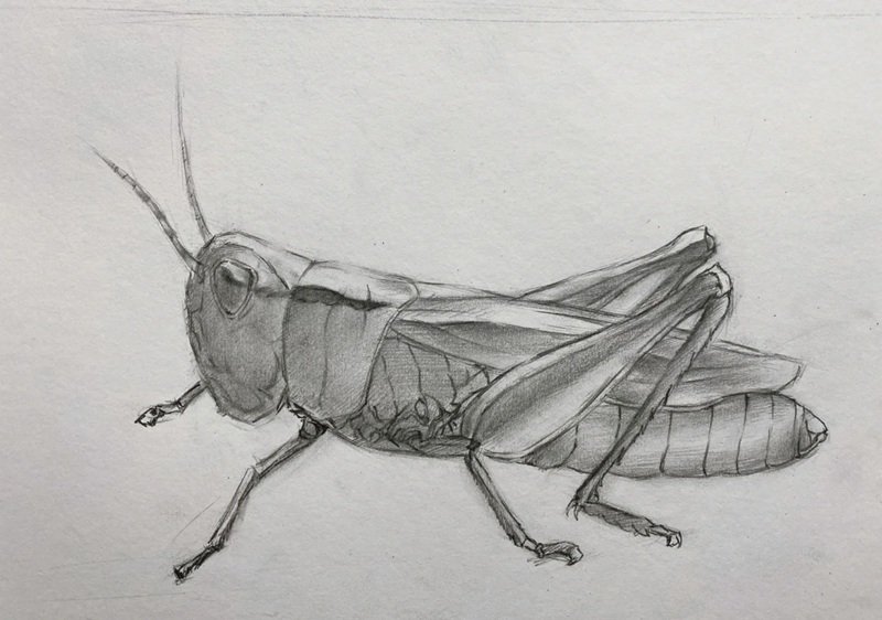 How to draw a grasshopper step by step 5