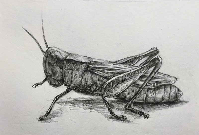 How to draw a grasshopper step by step