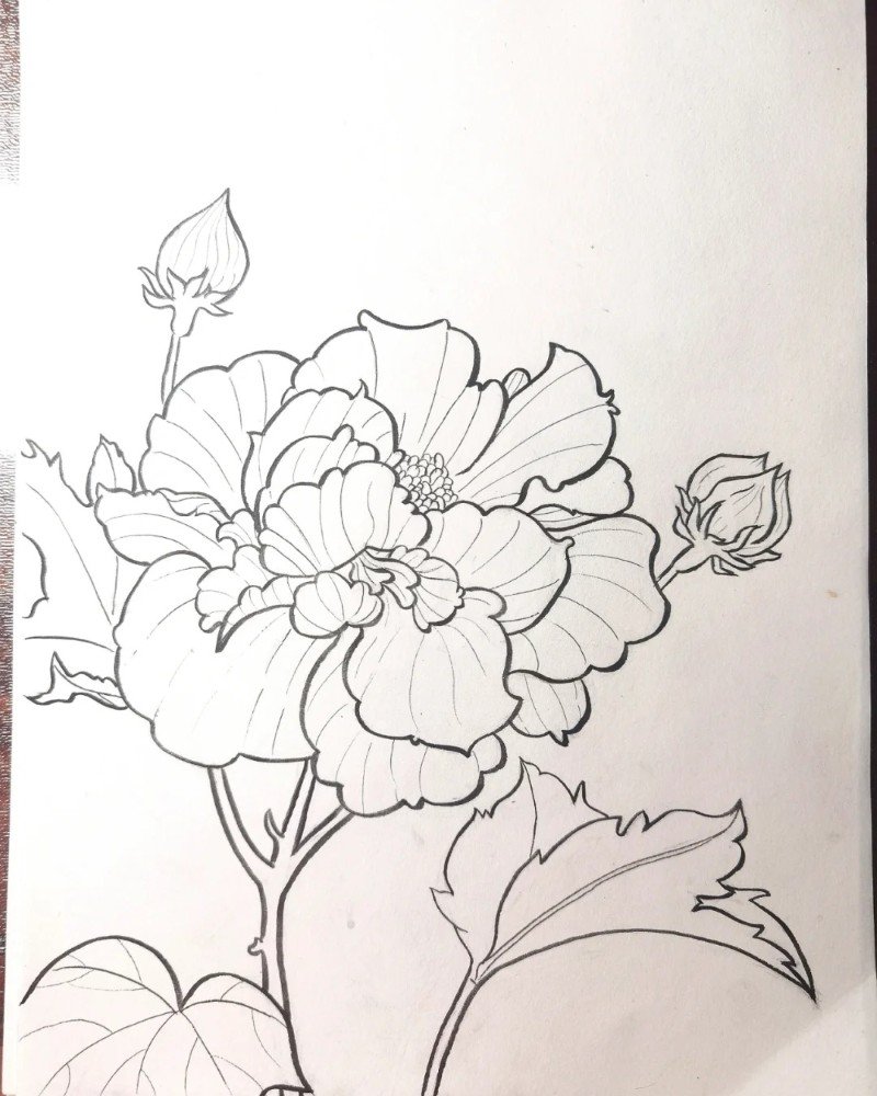 How to draw a hibiscus flower easy