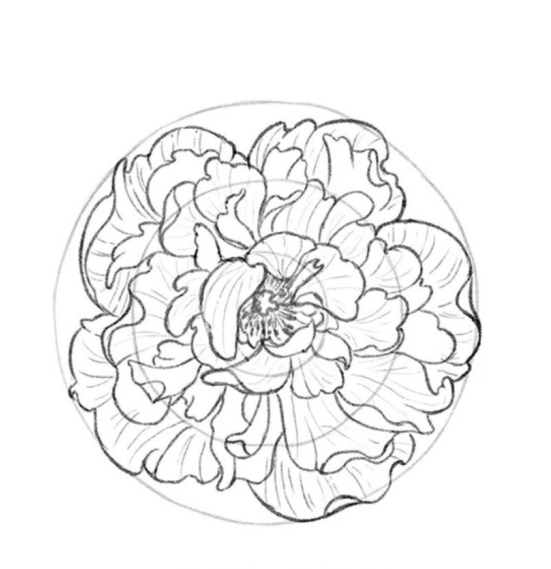 How to draw a hibiscus flower easy 4