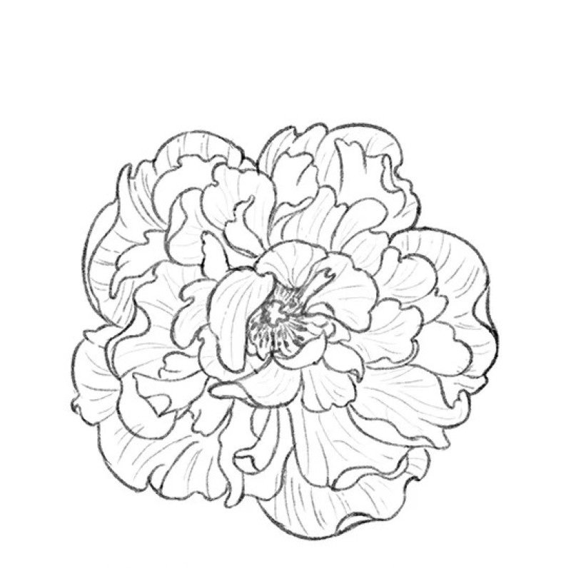 How to draw a hibiscus flower easy