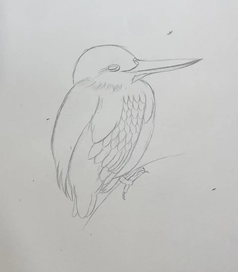 How to draw a hummingbird easy 1