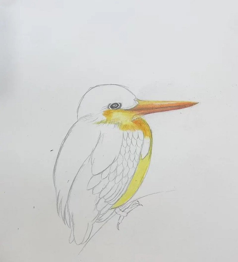 How to draw a hummingbird easy 2