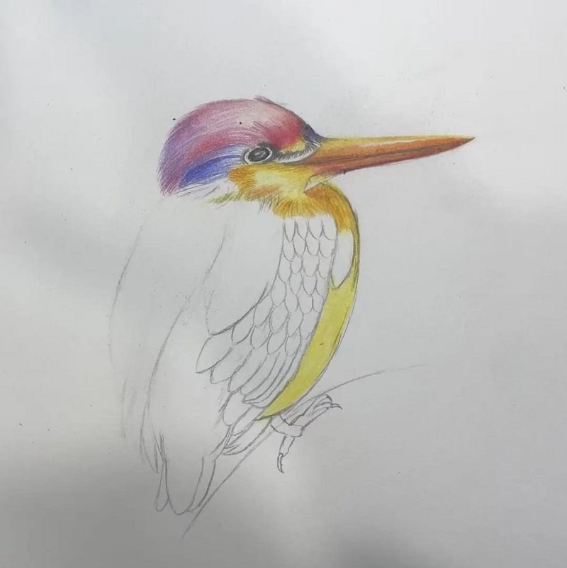 How to draw a hummingbird easy 3