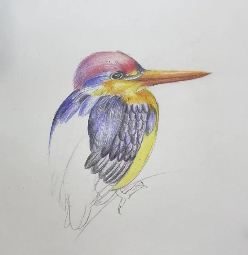 How to draw a hummingbird easy 4