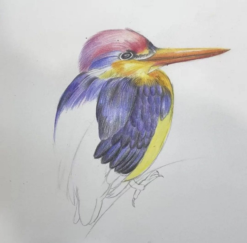 How to draw a hummingbird easy 5