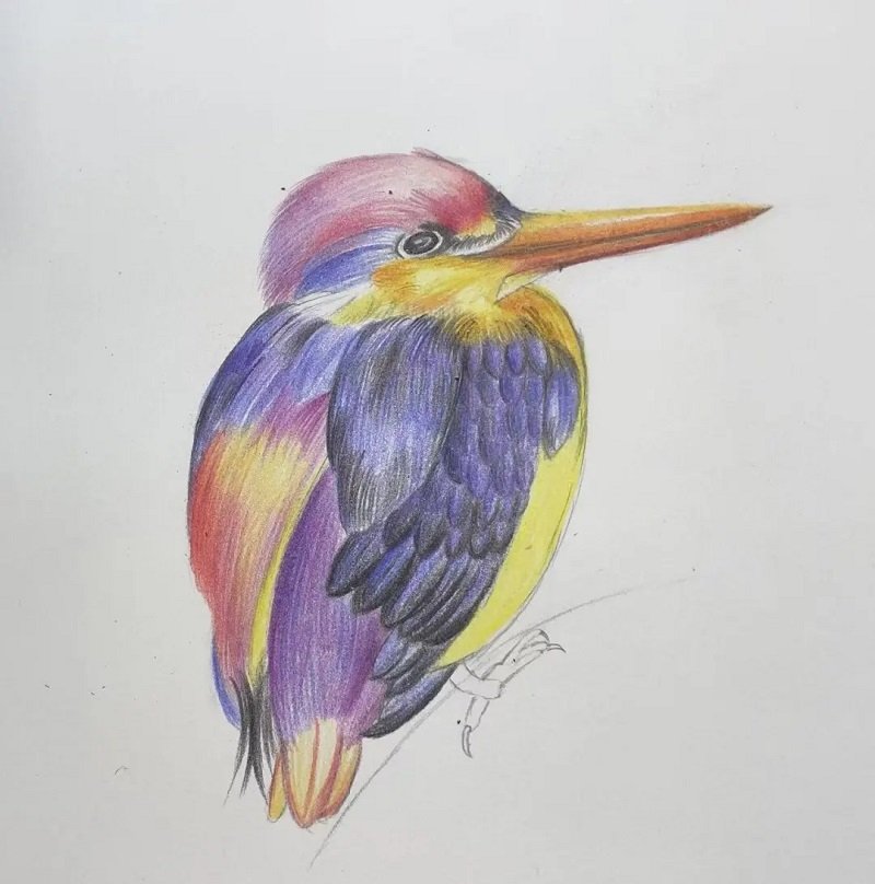 How to draw a hummingbird easy 6