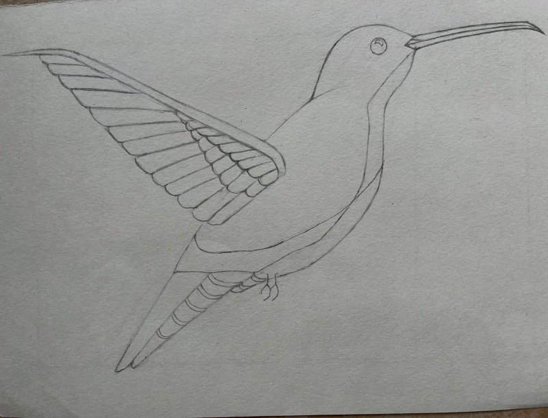 How to draw a hummingbird easy step by step 5