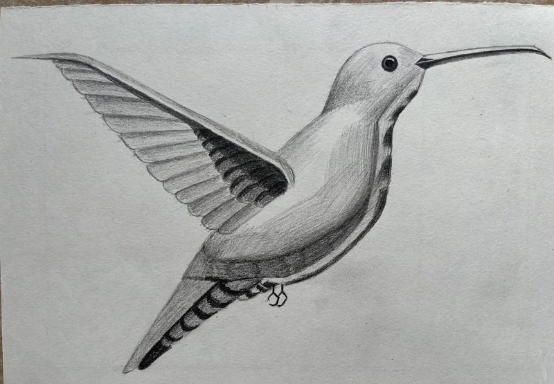 How to draw a hummingbird easy step by step 6