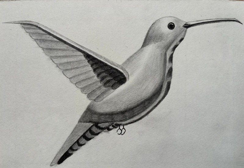 How to draw a hummingbird easy step by step 7