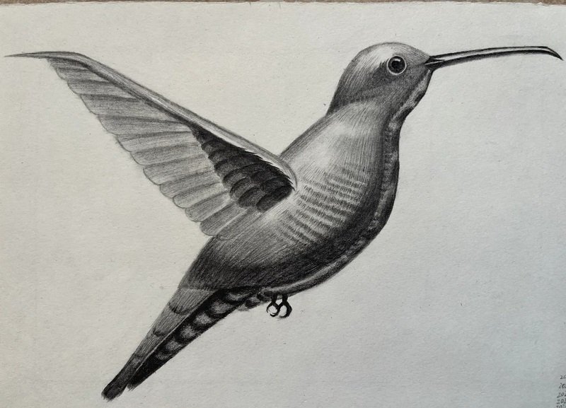 How to draw a hummingbird easy step by step