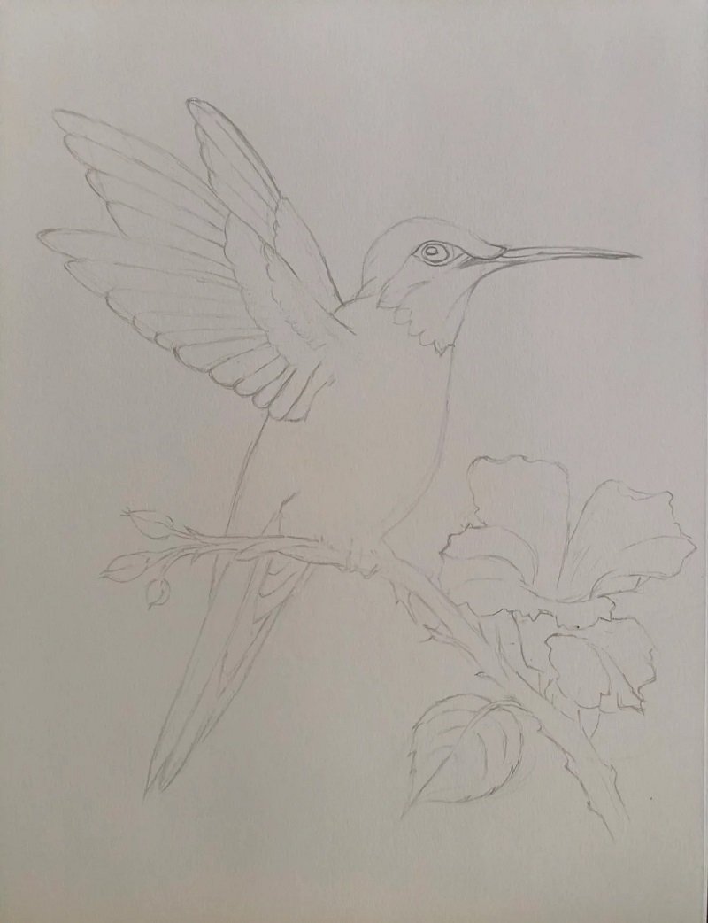 How to draw a hummingbird step by step 1