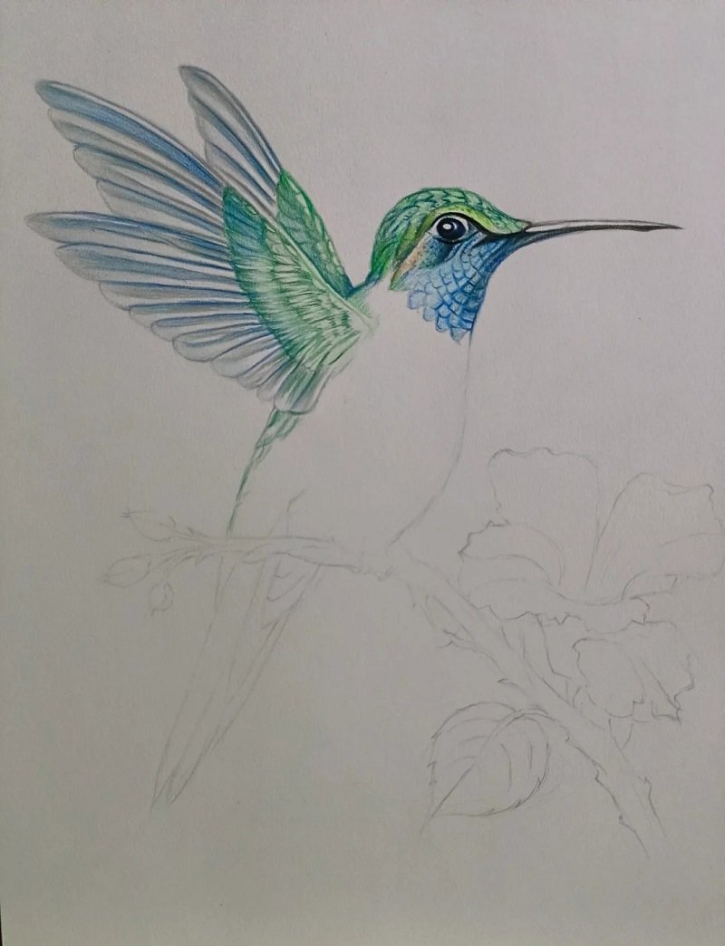 How to draw a hummingbird step by step 2