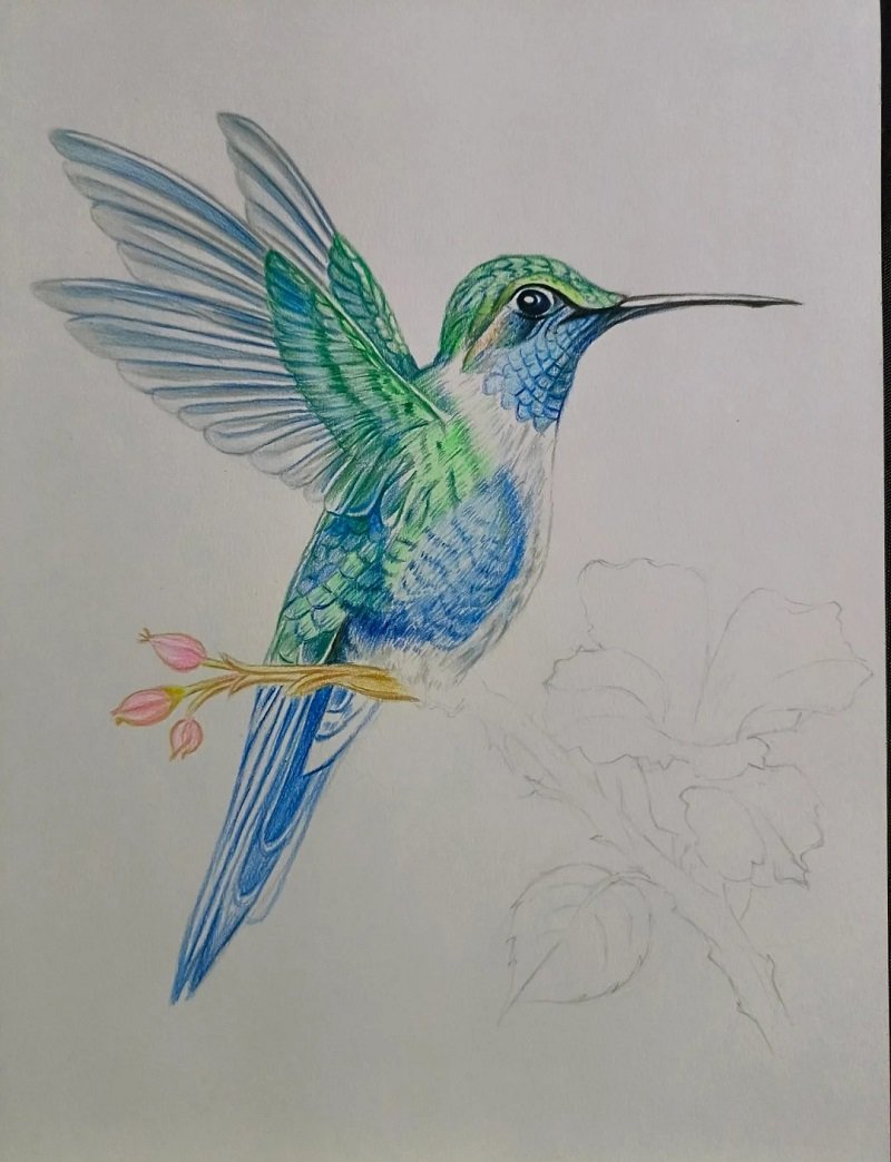 How to draw a hummingbird step by step 3