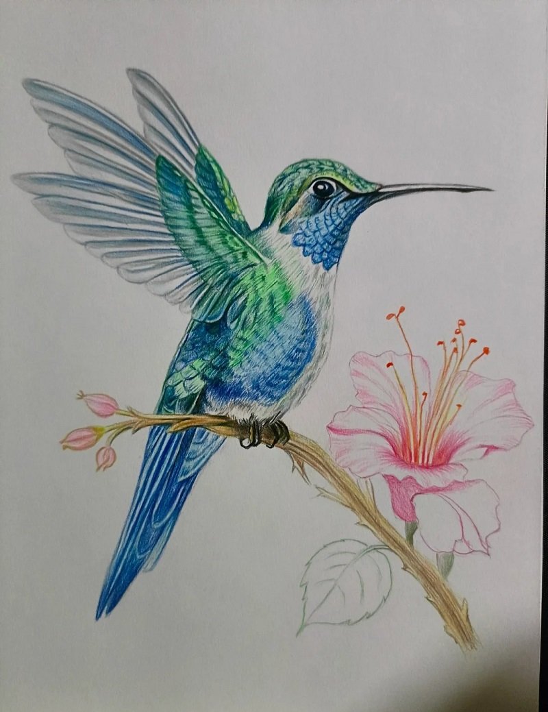 How to draw a hummingbird step by step 4