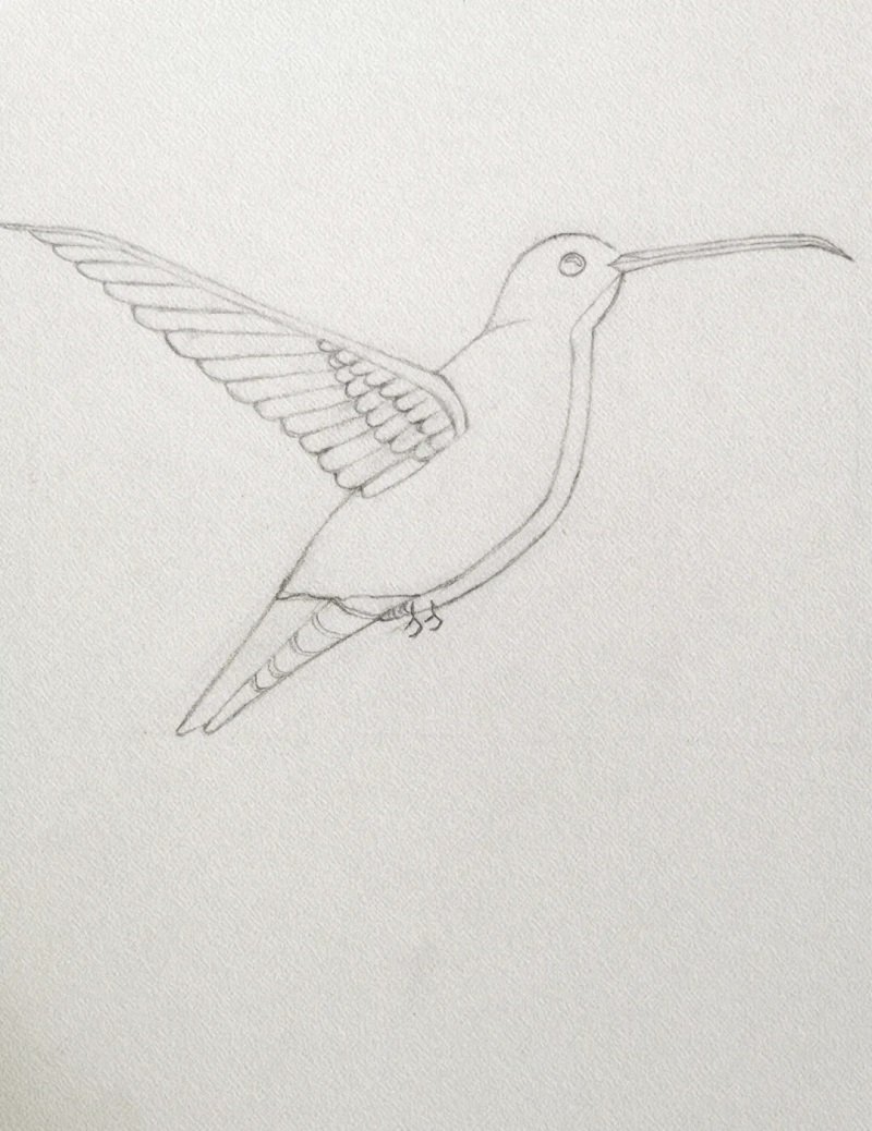 How to draw a hummingbird step by step easy 2