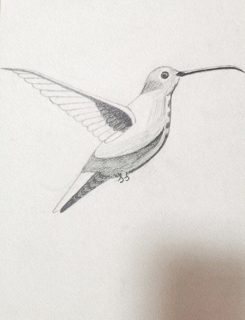 How to draw a hummingbird step by step easy 3