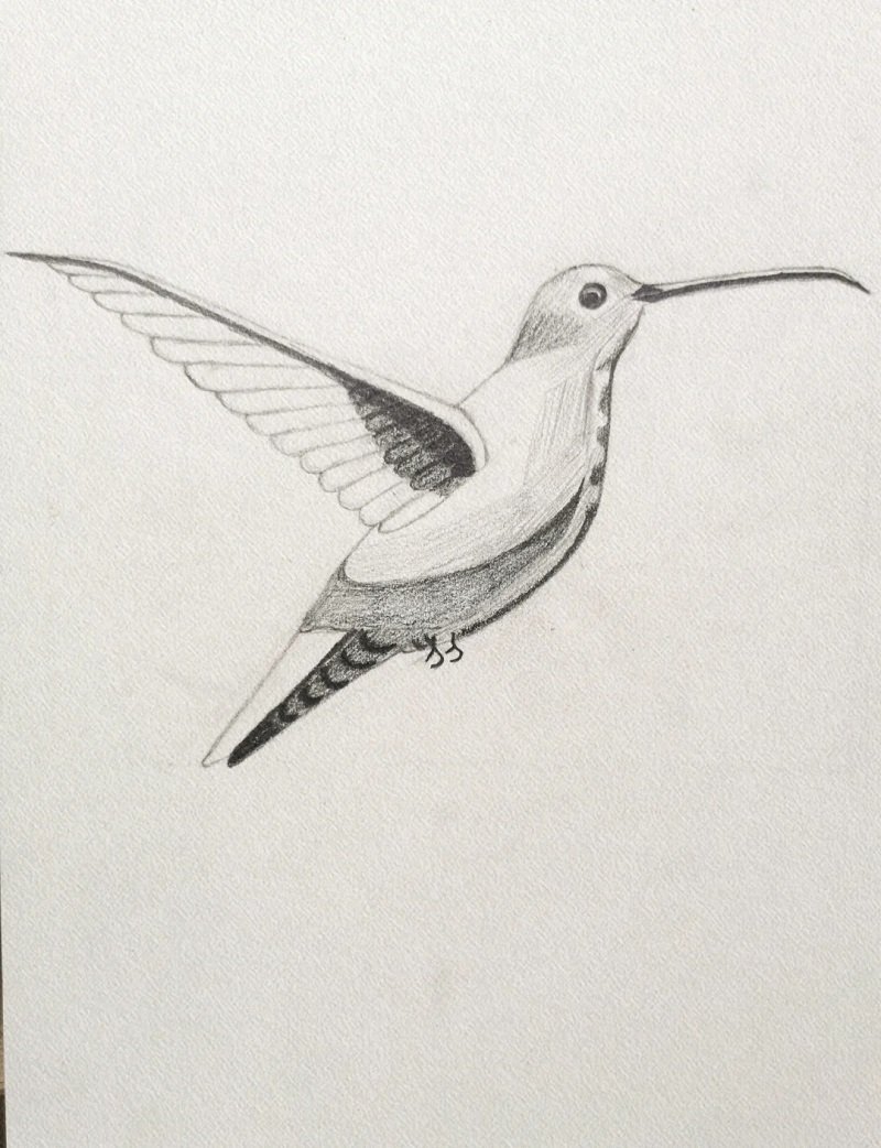 How to draw a hummingbird step by step easy 4