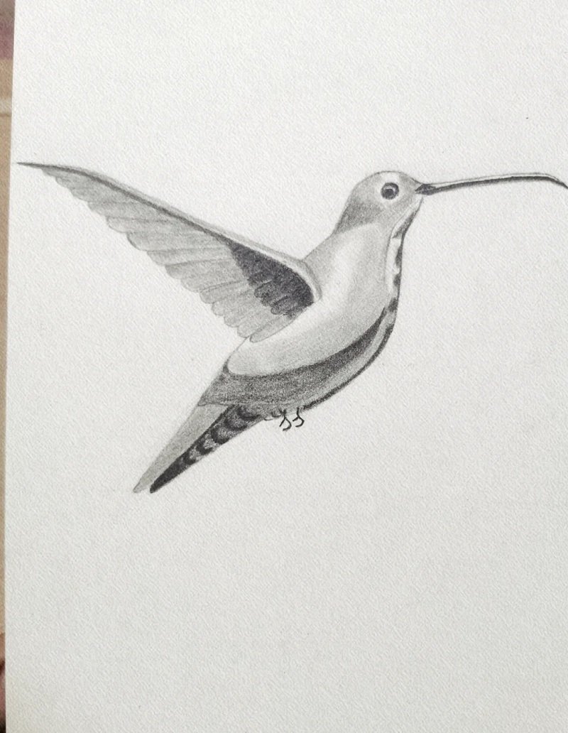 How to draw a hummingbird step by step easy 5