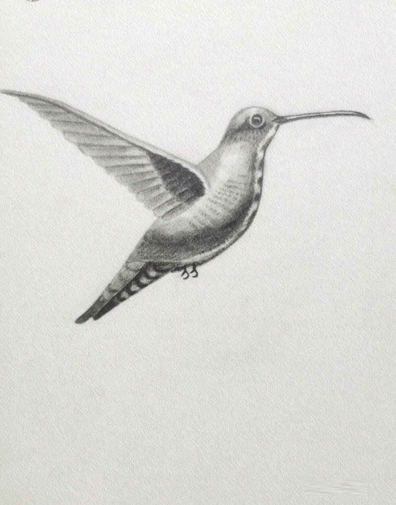 How to draw a hummingbird step by step easy