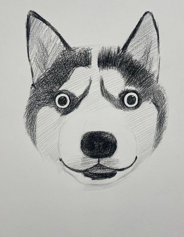 How to draw a husky dog easy 4