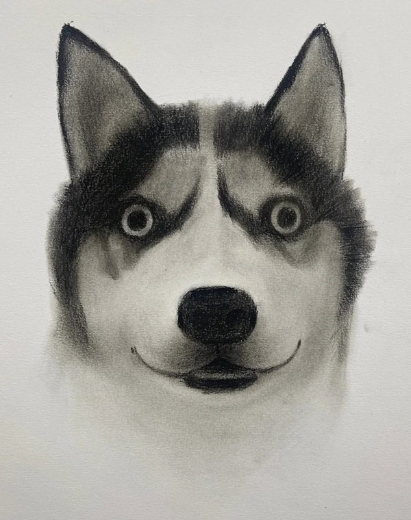 How to draw a husky dog easy 5