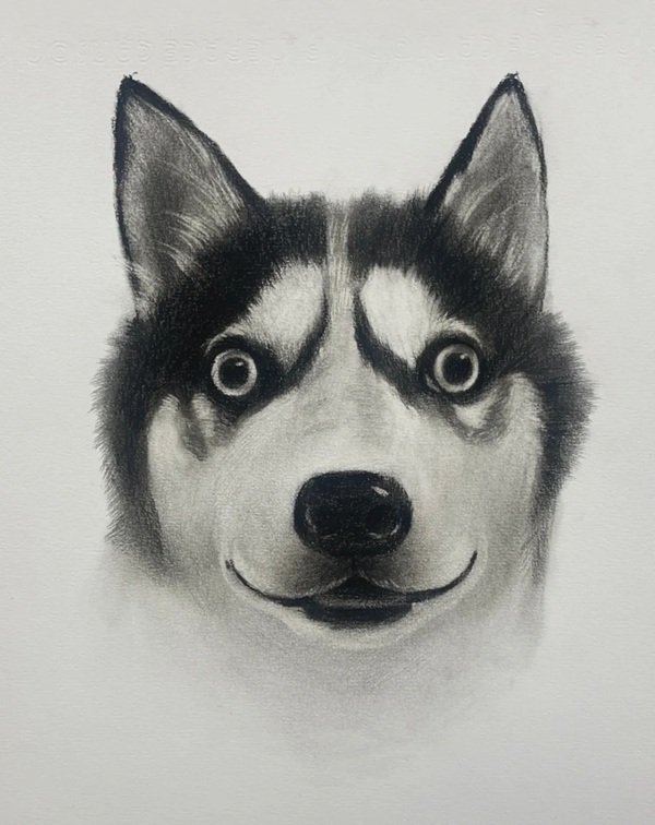 How to draw a husky dog easy
