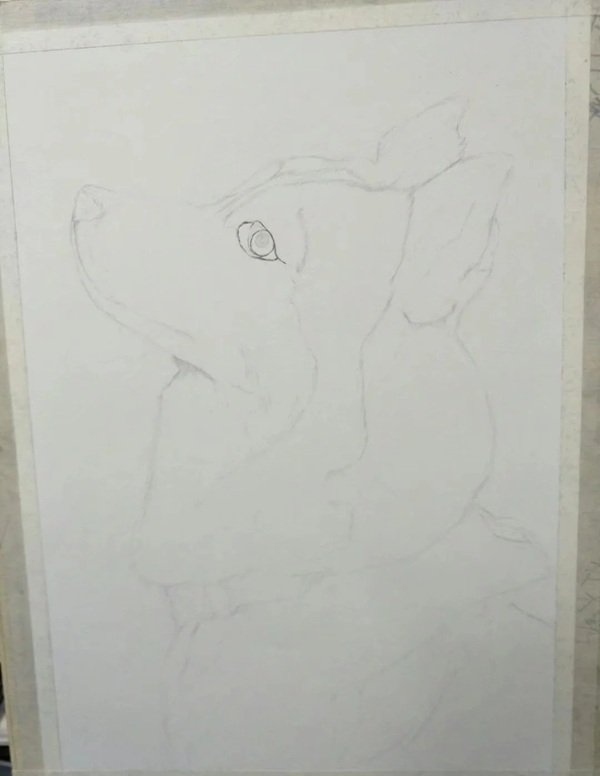 How to draw a husky dog step by step 1