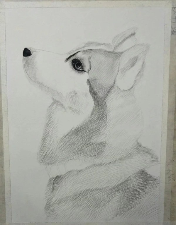 How to draw a husky dog step by step 2