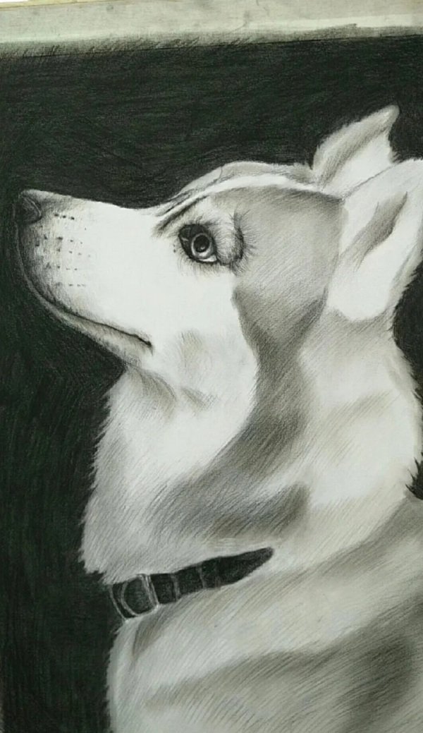 How to draw a husky dog step by step 3