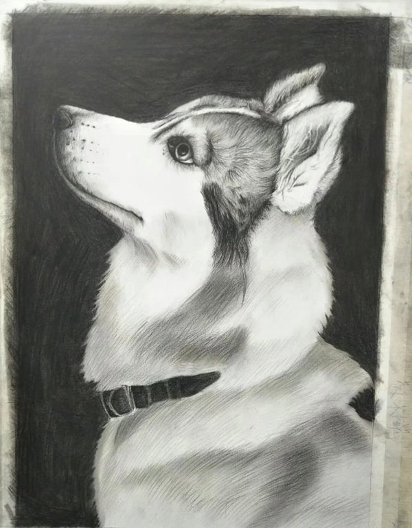 How to draw a husky dog step by step 5